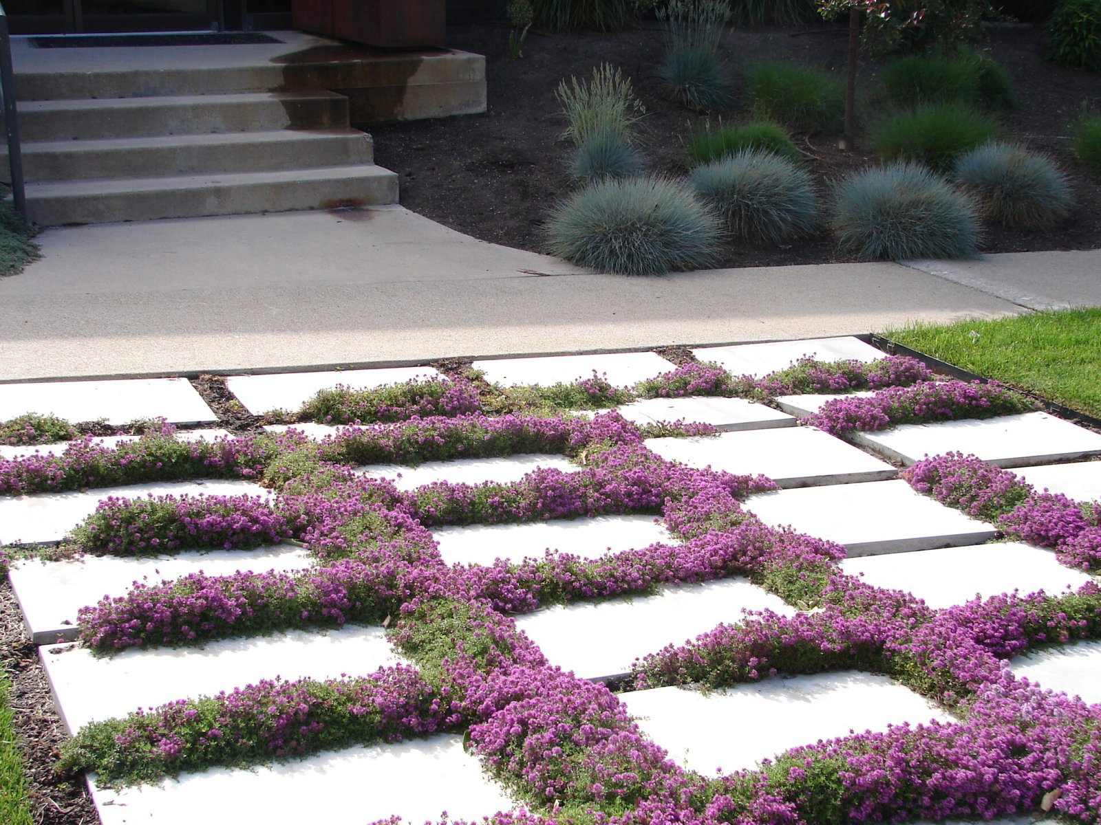 Ground Cover Plants