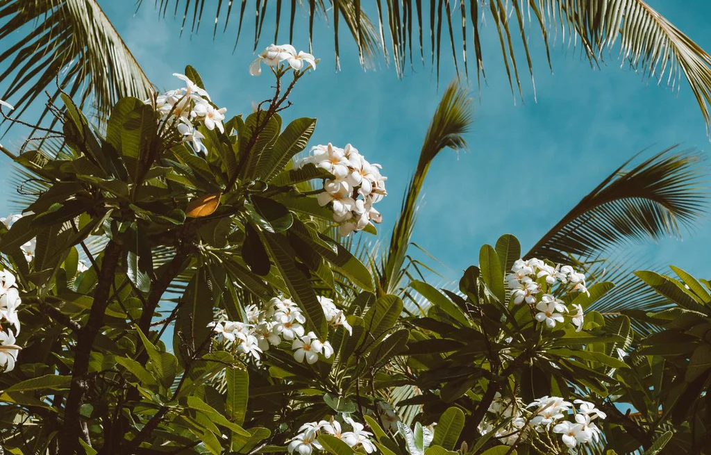 Plumeria Rubra