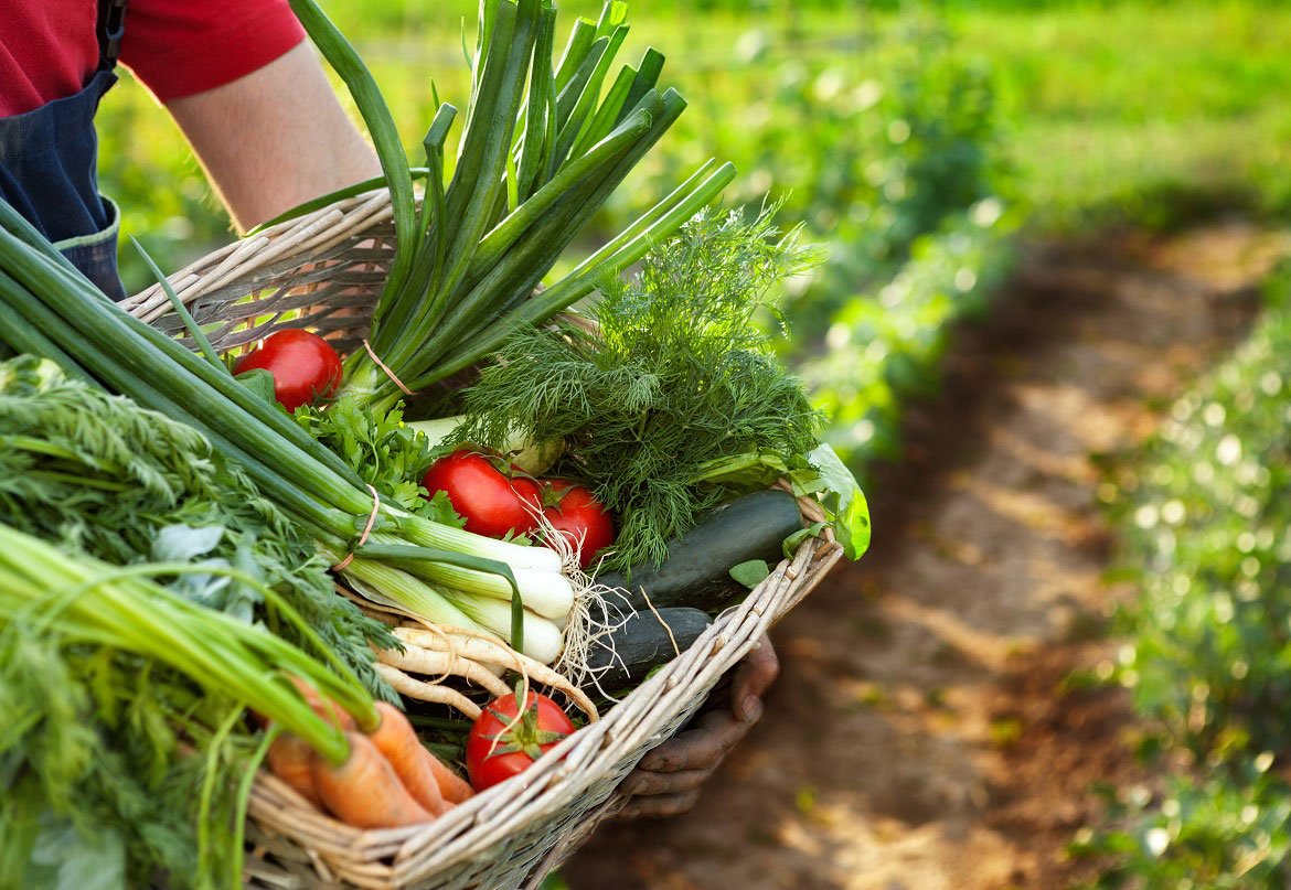 Vegetable Garden